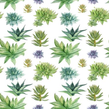 Kusursuz desenli sulu boya el yapımı yeşil sulu haworthia, beyaz üzerine aloe vera ev bitkisi. Kart, etiket, duvar kağıdı, tekstil ve ambalaj için sanat yaratıcılığı arka planı