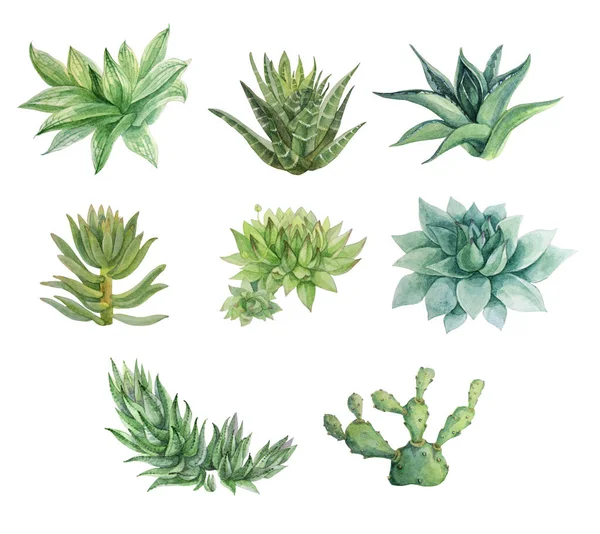 Set acuarela dibujada a mano verde suculenta haworthia, echeveria, opuntia, aloe vera planta casera aislada sobre fondo blanco. Arte creativo naturaleza objeto para tarjeta, pegatina, papel pintado, textil, envoltura — Foto de Stock