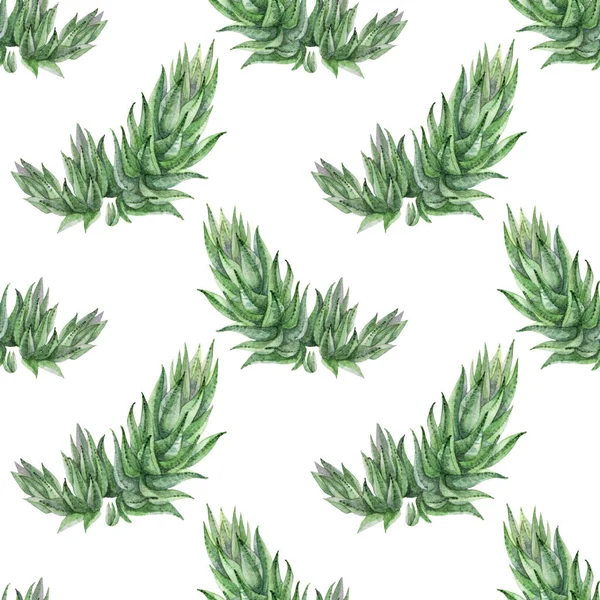 Απρόσκοπτη μοτίβο ακουαρέλα ζωγραφισμένα στο χέρι πράσινο χυμώδες φυτό hamorthia σπίτι σε λευκό φόντο. Τέχνη δημιουργικής φύσης αντικείμενο για κάρτα, αυτοκόλλητο, ταπετσαρία, ύφασμα, περιτύλιγμα — Φωτογραφία Αρχείου