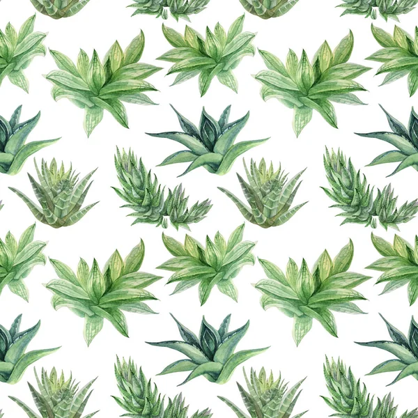 Nahtlose Muster Aquarell handgezeichnete grüne Sukkulente Haworthia, Aloe Vera Heimpflanze auf weiß. Kunst kreative Natur Hintergrund für Karte, Aufkleber, Tapete, Textil, Verpackung — Stockfoto