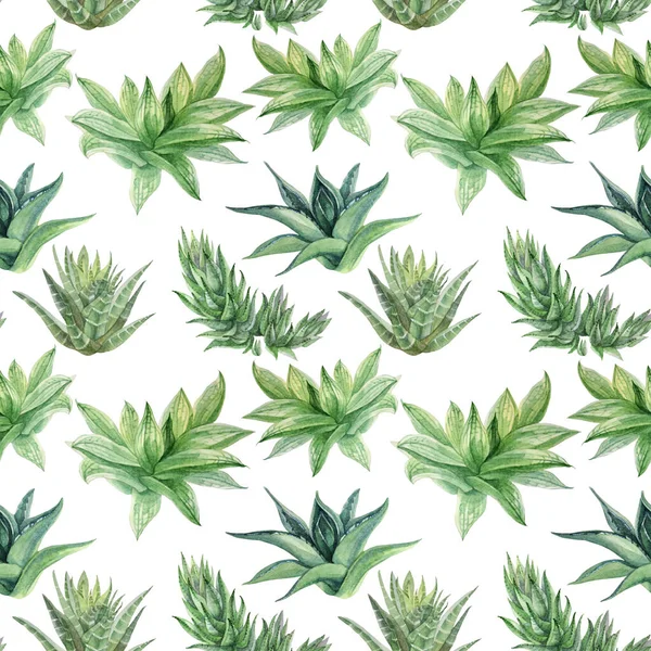 Patrón sin costura acuarela dibujado a mano verde suculenta haworthia, aloe vera planta casera en blanco. Arte creativo fondo de la naturaleza para la tarjeta, pegatina, papel pintado, textil, envoltura — Foto de Stock