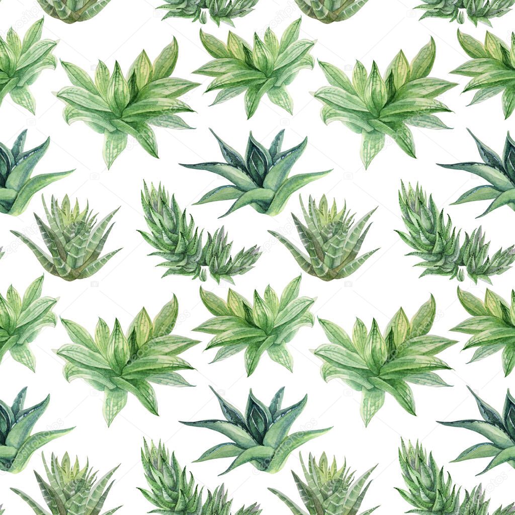 Seamless pattern watercolor hand-drawn green succulent haworthia, aloe vera home plant on white. Art creative nature background for card, sticker, wallpaper, textile, wrapping