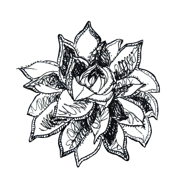 Drawing black pen sketch succulent. Hand drawn creative plant — Stock Photo, Image