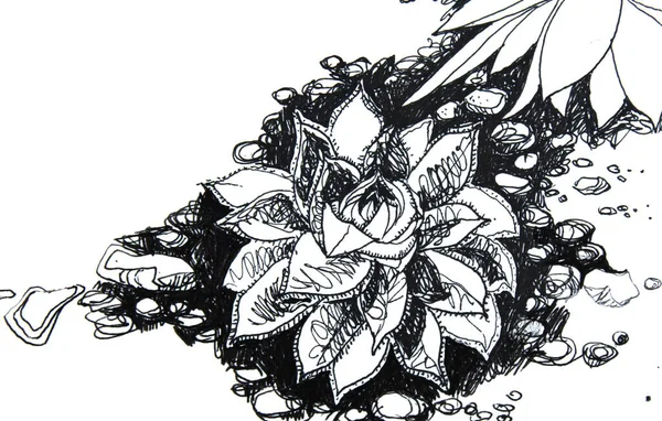 Drawing black pen sketch succulent. Hand drawn creative plant