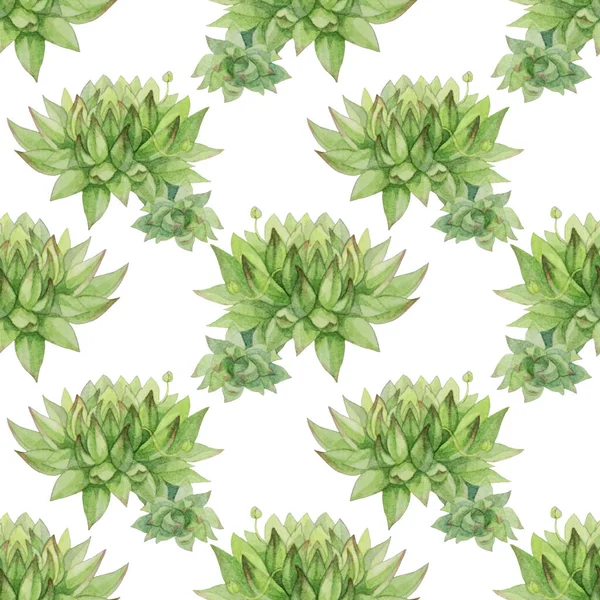 Nahtlose Muster Aquarell handgezeichnet grüne sukkulente Echeveria Heimpflanze. Kunst kreative Natur Hintergrund für Karte, Aufkleber, Tapete, Textil, Verpackung — Stockfoto