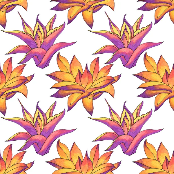 Seamless pattern pink and orange succulent haworthia, aloe vera home plant on white. Art creative hand drawn background for card, sticker, wallpaper, textile or wrapping — Stok fotoğraf