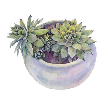 Watercolor hand-drawn green succulent echeveria in pot home plant. Art creative nature background for card, sticker, wallpaper, textile, florist