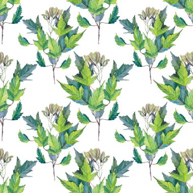 Beyaz yapraklı, kusursuz suluboya akçaağaç dalı. El yapımı bitki ağacı. Kart, tekstil ve ambalaj için doğanın yaratıcı arka planı