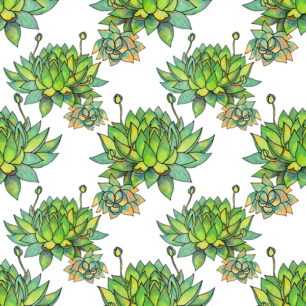 Nahtlose Muster grüne sukkulente Echeveria Heimat Pflanze. Kunst kreativen handgezeichneten Natur Hintergrund für Karte, Aufkleber, Tapete, Textil oder Verpackung — Stockfoto