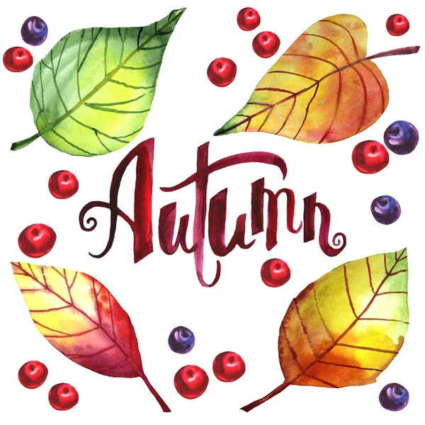 Autumn set leaves, red and blue berries, lettering isolated on white background. Hand drawn clip art — Stock Photo, Image