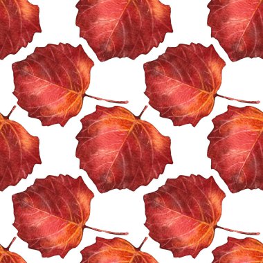 Sonbahar, dikişsiz suluboya el yapımı kırmızı, turuncu yaprak beyaza izole edilmiş. Orman bitkisi yaprakları. Cadılar bayramı, kart, duvar kağıdı, ambalaj, eskiz defteri için yaratıcı arkaplan