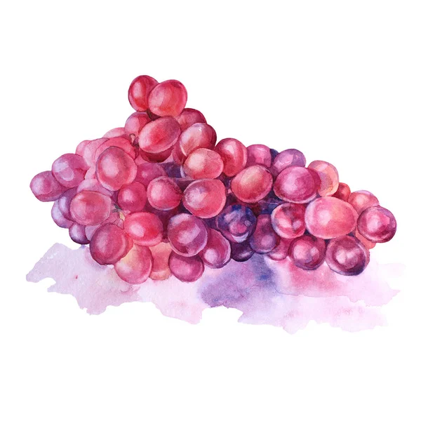 Acuarela dibujada a mano púrpura y uvas rojas aisladas sobre fondo blanco. Verano otoño bayas de comida dulce. Lindo postre. Clipart creativo para menú, café, pegatina, papel pintado, cuaderno de bocetos — Foto de Stock