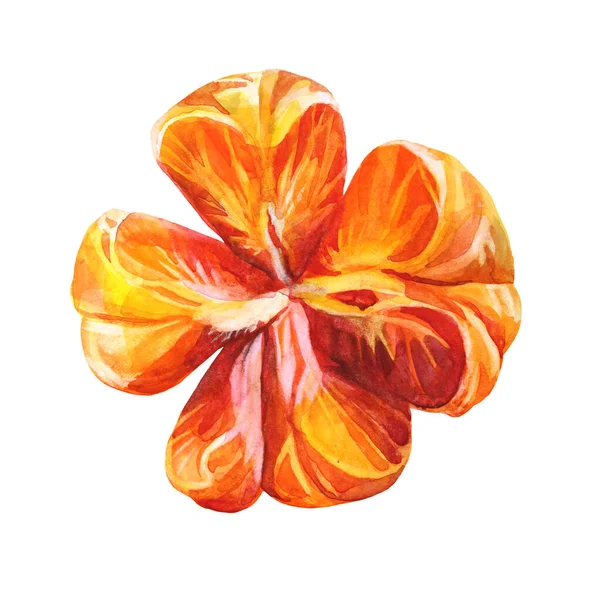 Aquarelle agrumes orange pelé mandarine isolé sur fond blanc. Nourriture dessinée à la main pour l'hiver ou l'été, objet de Noël pour menu, autocollant, emballage, papier peint, carnet — Photo