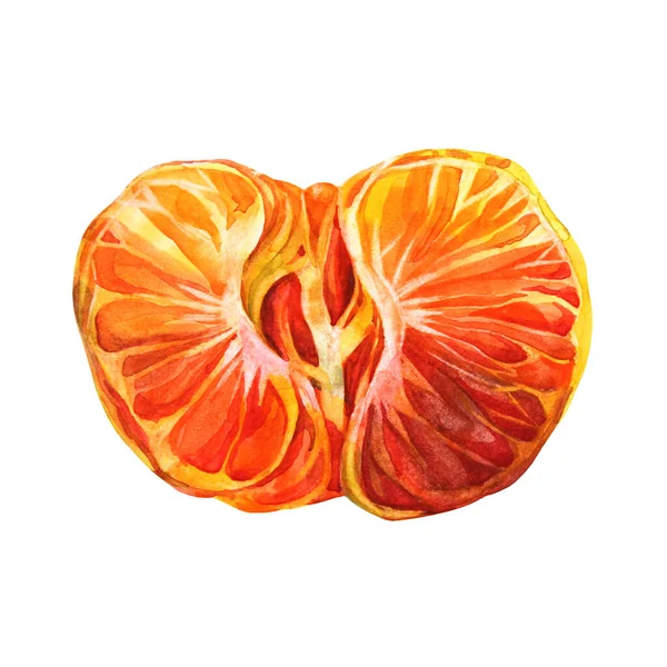 Akvarell citrusfélék narancs hámozott mandarin izolált fehér alapon. Kézzel rajzolt étel télen vagy nyáron, karácsonyi tárgy menü, matrica, csomagolás, notebook, vázlatfüzet — Stock Fotó