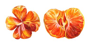 Beyaz arka planda suluboya turunçgil kabuklu mandalina koyun. Kış ve yaz için el yapımı yiyecekler, menü, etiket, ambalaj, duvar kâğıdı, eskiz defteri için Noel objesi