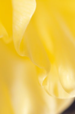 Mutlu çiçek parçası