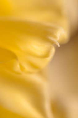 Mutlu çiçek parçası