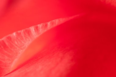 Mutlu çiçek parçası