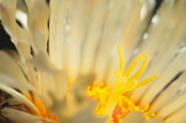 Astrophytum çiçek makro