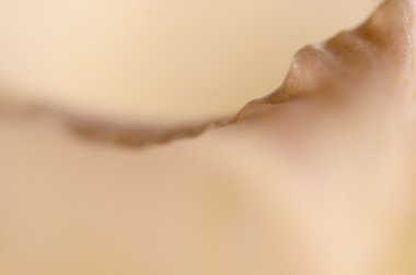 Mutlu çiçek parçası