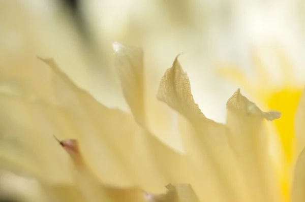 Astrophytum flower macro — Stock Photo, Image