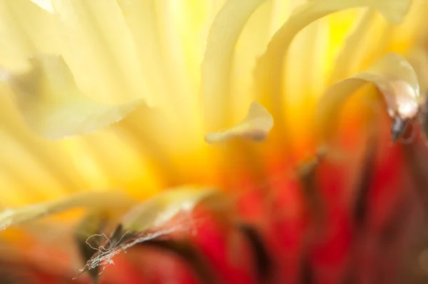 Astrophytum çiçek makro — Stok fotoğraf