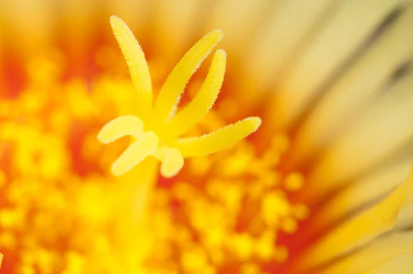 Astrophytum çiçek makro — Stok fotoğraf