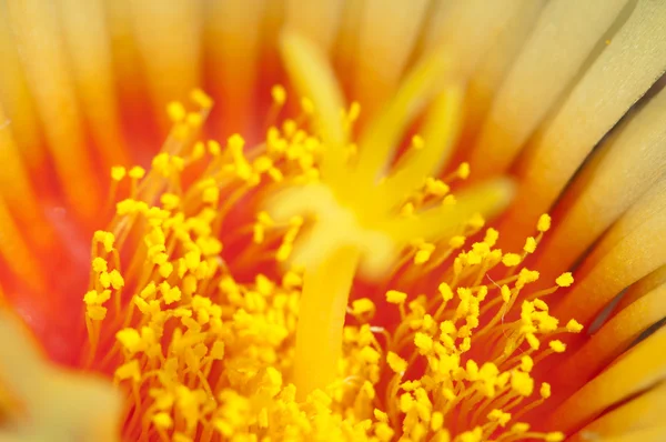 Astrophytum çiçek makro — Stok fotoğraf