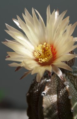 Astrophytum kaktüs çiçeği