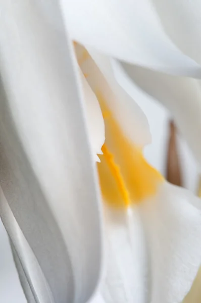 Flores de Coelogyne cristata orchid — Foto de Stock