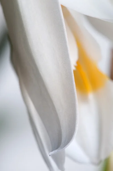 Fleurs de l'orchidée cristata de Coelogyne — Photo