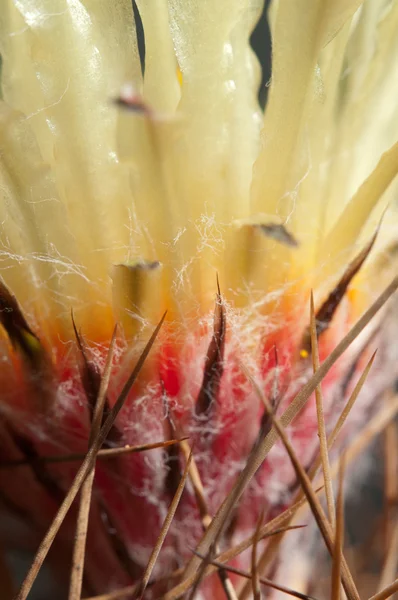 Astrophytum cactus flower — Stock Photo, Image