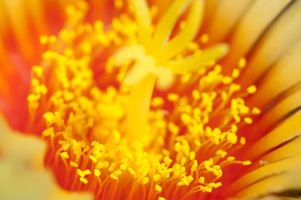 Astrophytum kaktüs çiçeği — Stok fotoğraf