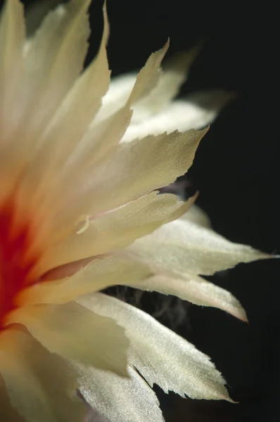 Astrophytum kaktüs çiçeği — Stok fotoğraf