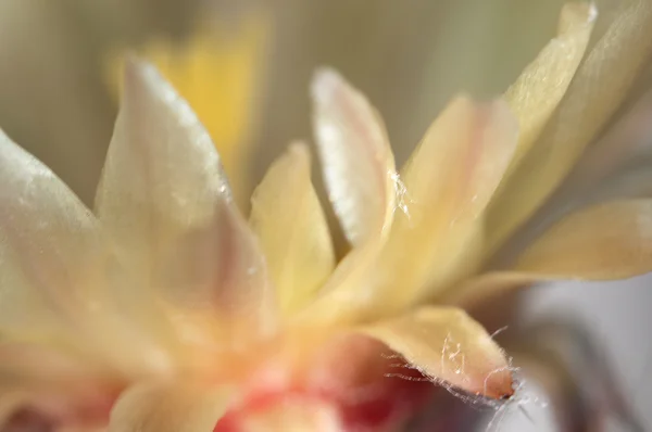 Astrophytum kaktus květ — Stock fotografie