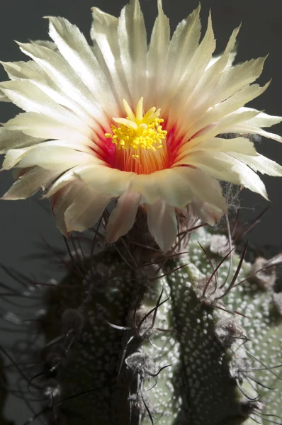 Astrophytum cactus flower — Stock Photo, Image