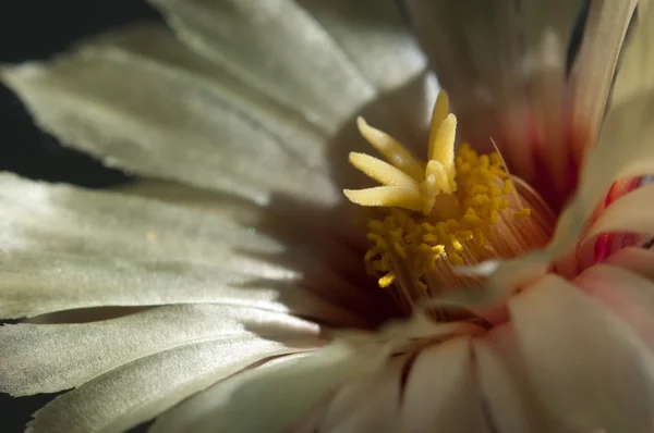 Astrophytum kaktüs çiçeği — Stok fotoğraf