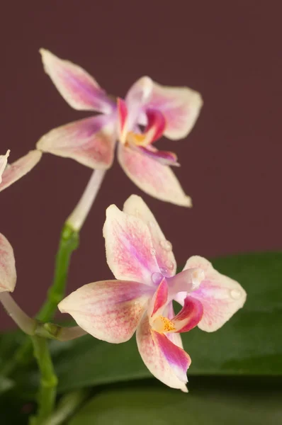 Ορχιδέα phalaenopsis λουλούδια — Φωτογραφία Αρχείου