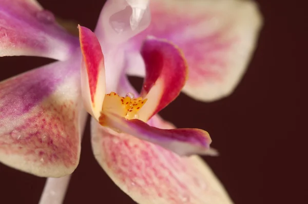 Flores de orquídea Phalaenopsis — Fotografia de Stock