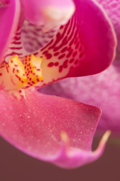 Flor de orquídea phalaenopsis — Fotografia de Stock