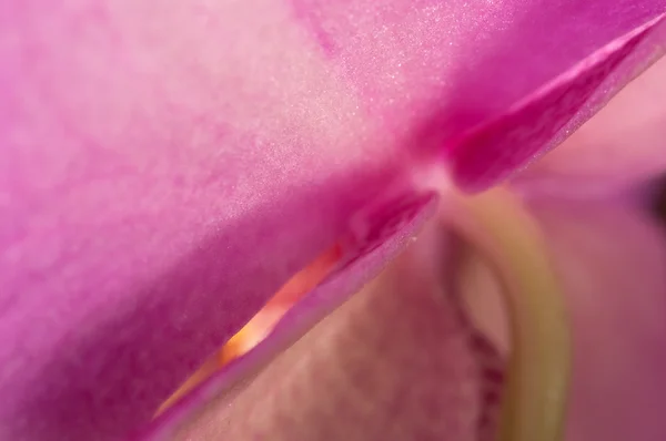 Flor de orquídea phalaenopsis — Fotografia de Stock