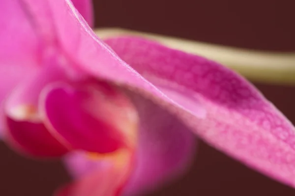 Flor de orquídea phalaenopsis — Fotografia de Stock