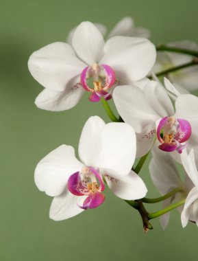Phalaenopsis orkide çiçek (kelebek orkide)