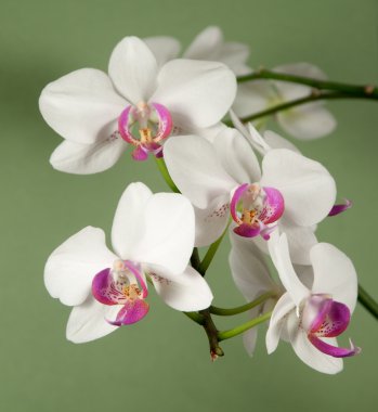 Phalaenopsis orkide çiçek (kelebek orkide)