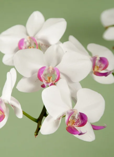 Flores de orquídea de Phalaenopsis (orquídea de borboleta ) — Fotografia de Stock