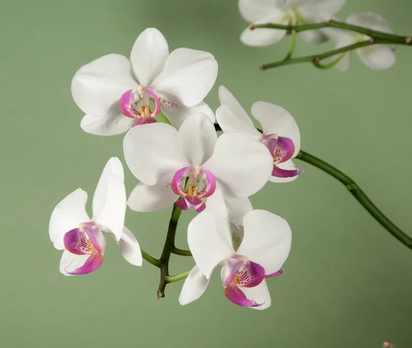 Phalaenopsis orchid flowers  (butterfly orchid) — Stock Photo, Image