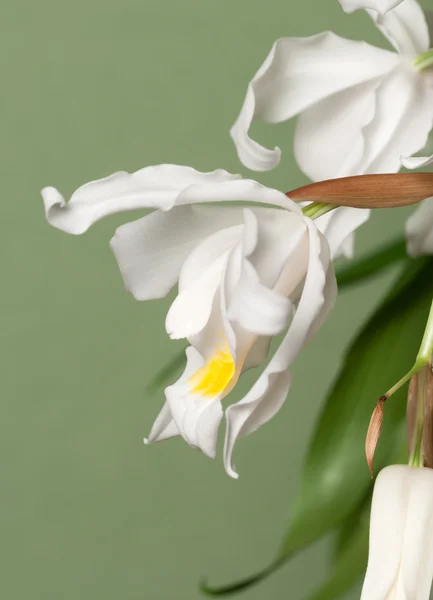 Kwiaty Orchid cristata coelogyne — Zdjęcie stockowe