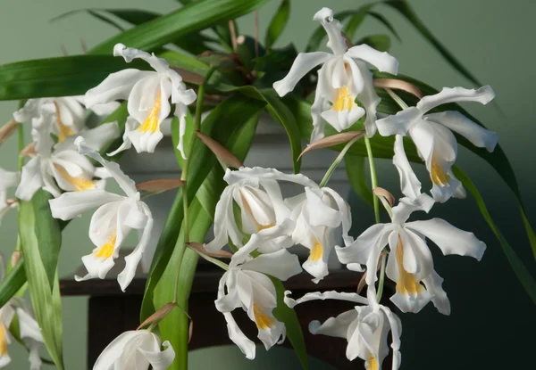Kwiaty Orchid cristata coelogyne — Zdjęcie stockowe