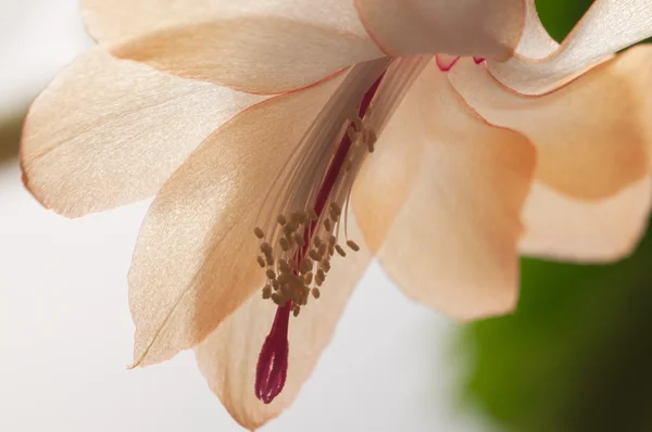 Kerstmis Cactusbloem — Stockfoto