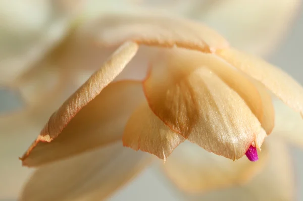 Weihnachtskaktusblüte — Stockfoto